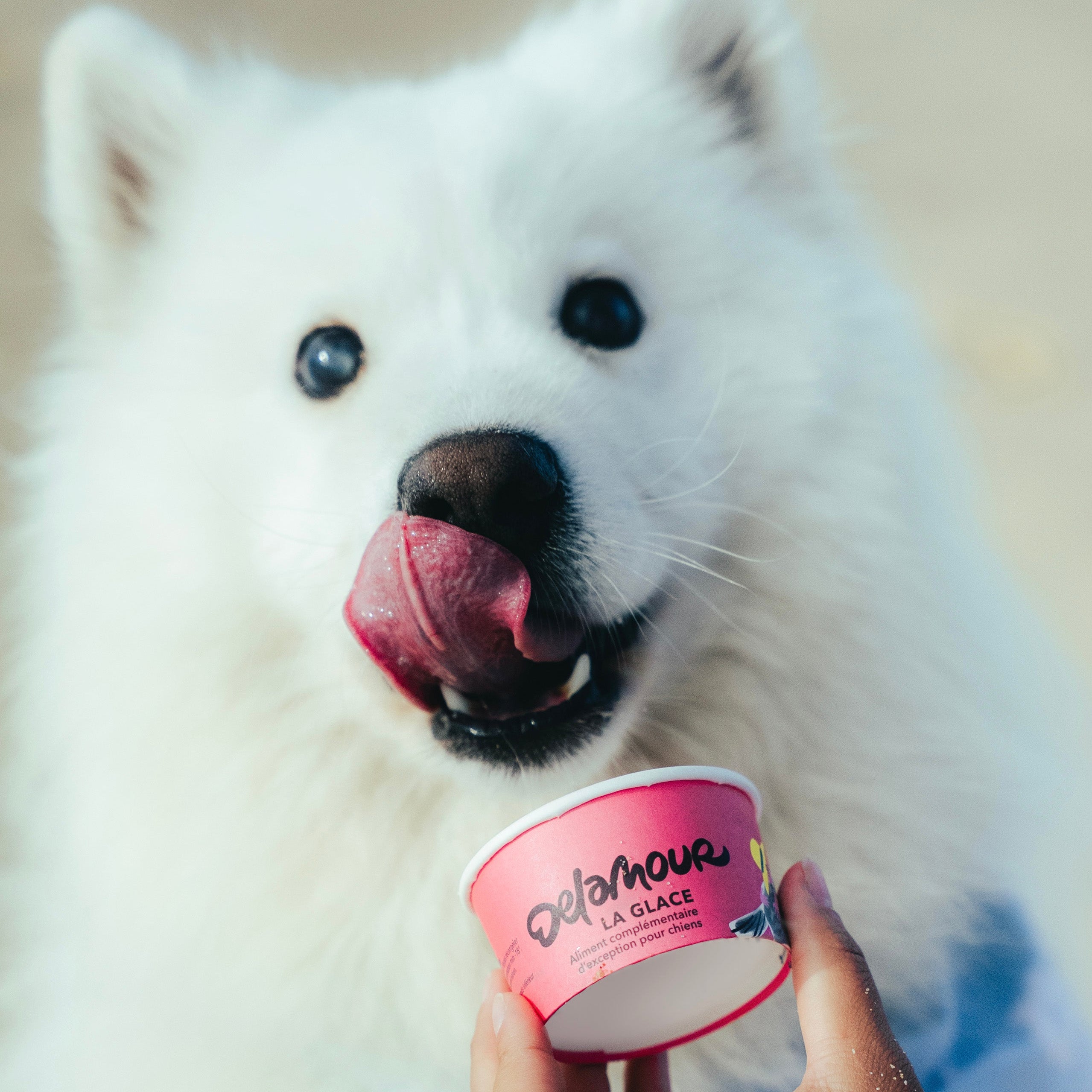 delamour-la-glace-framboise-glace-chien-12-pots-fruit image 2