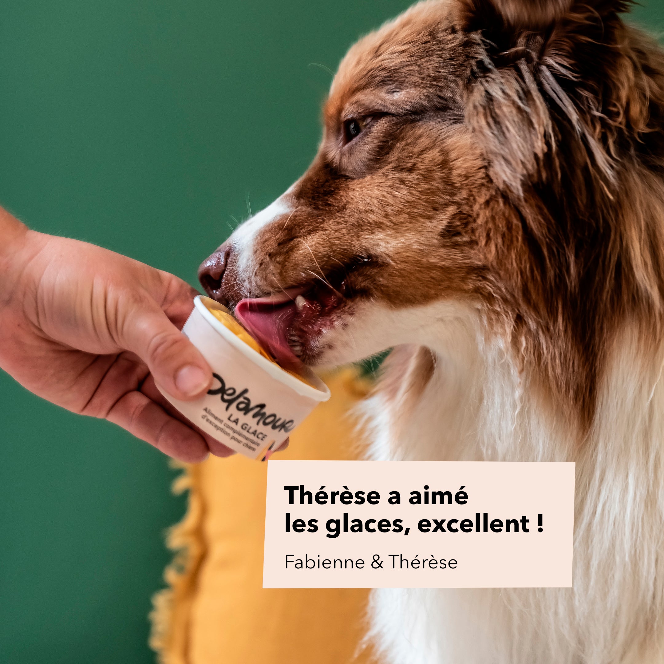 delamour-la-glace-la-vitamin-e-glace-chien-12-pots-poulet image 5