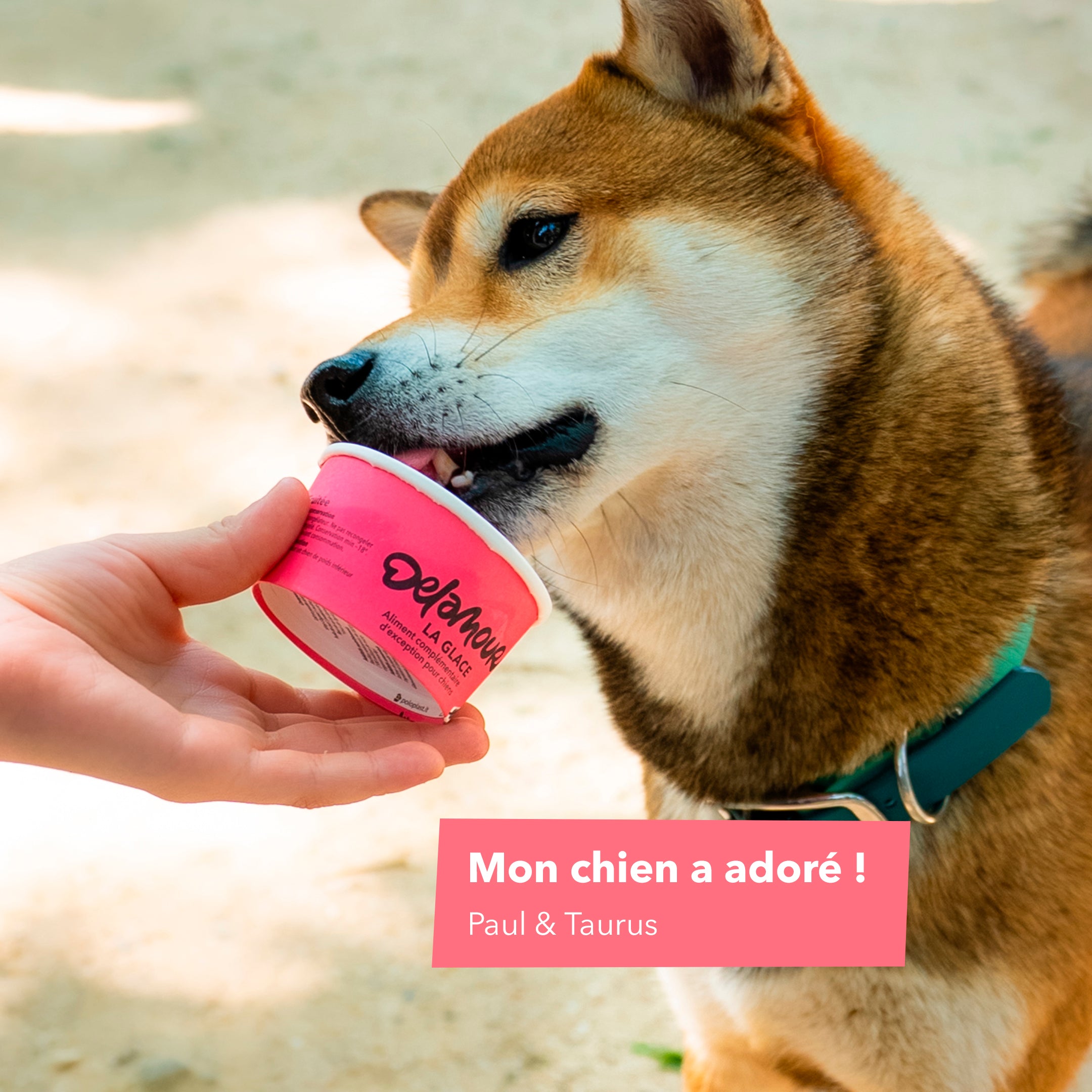 delamour-la-glace-framboise-glace-chien-12-pots-fruit image 5
