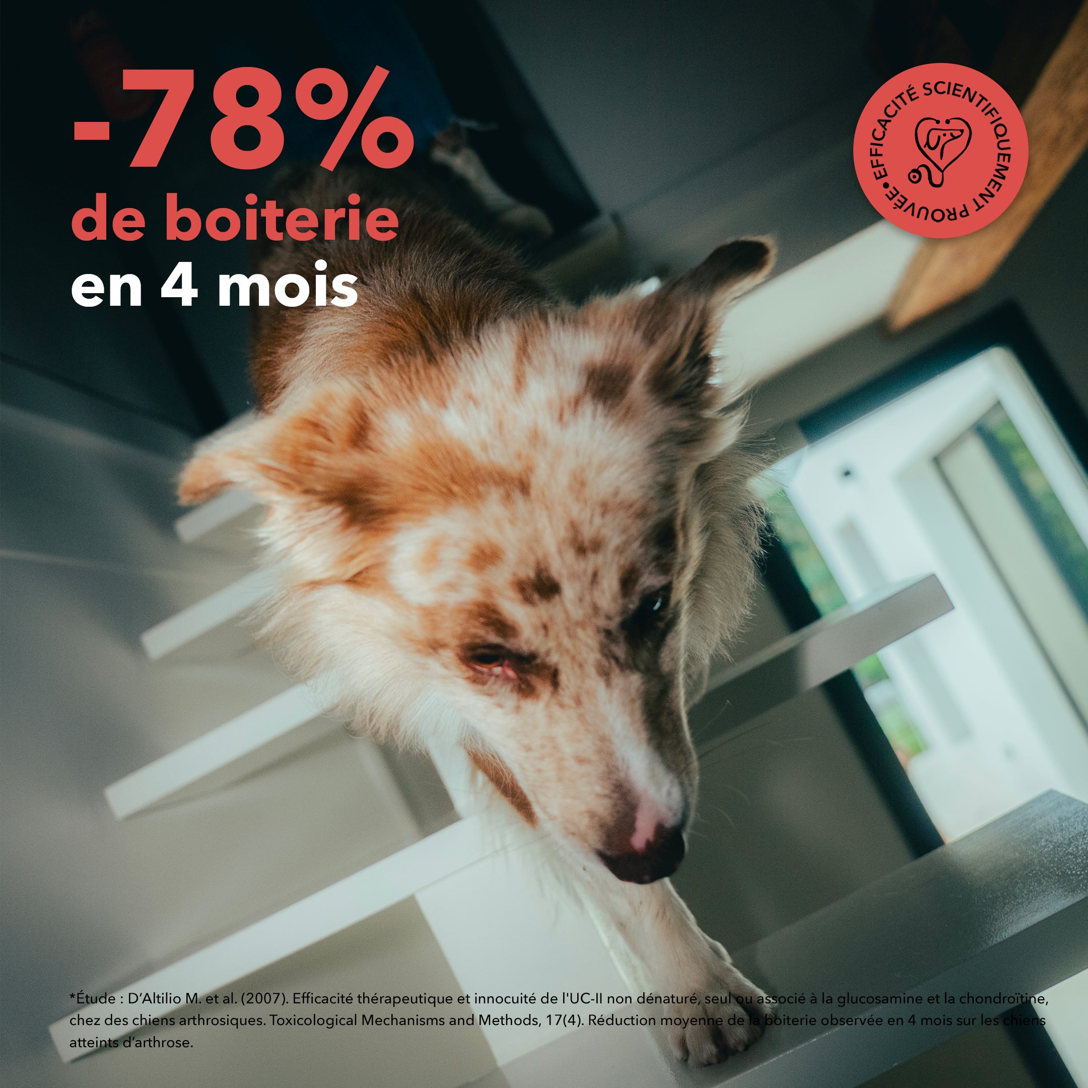 delamour-les-bouch-es-articulations-compl-ment-chien-4-bo-tes image 8