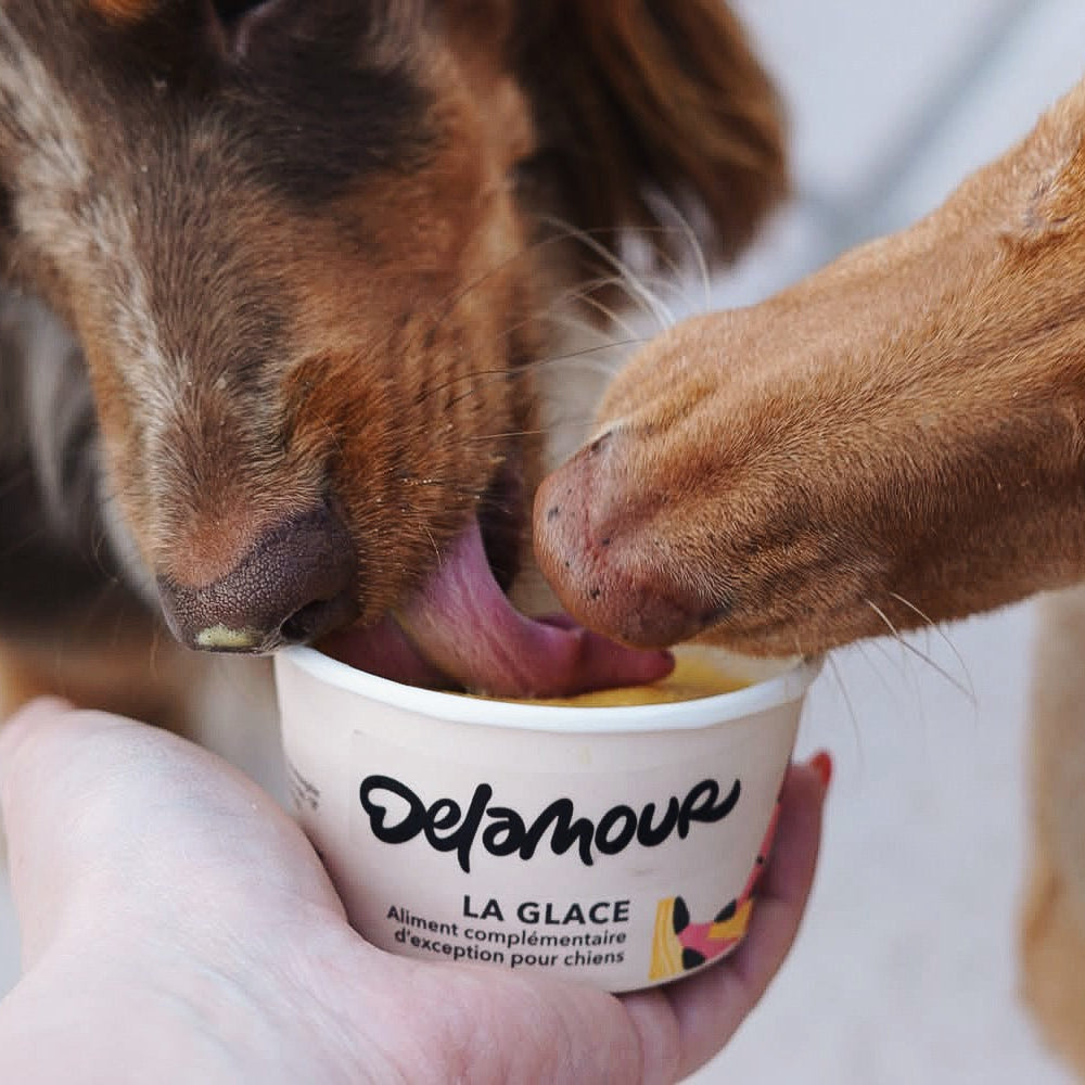 delamour-la-glace-la-vitamin-e-glace-chien-12-pots-poulet image 2