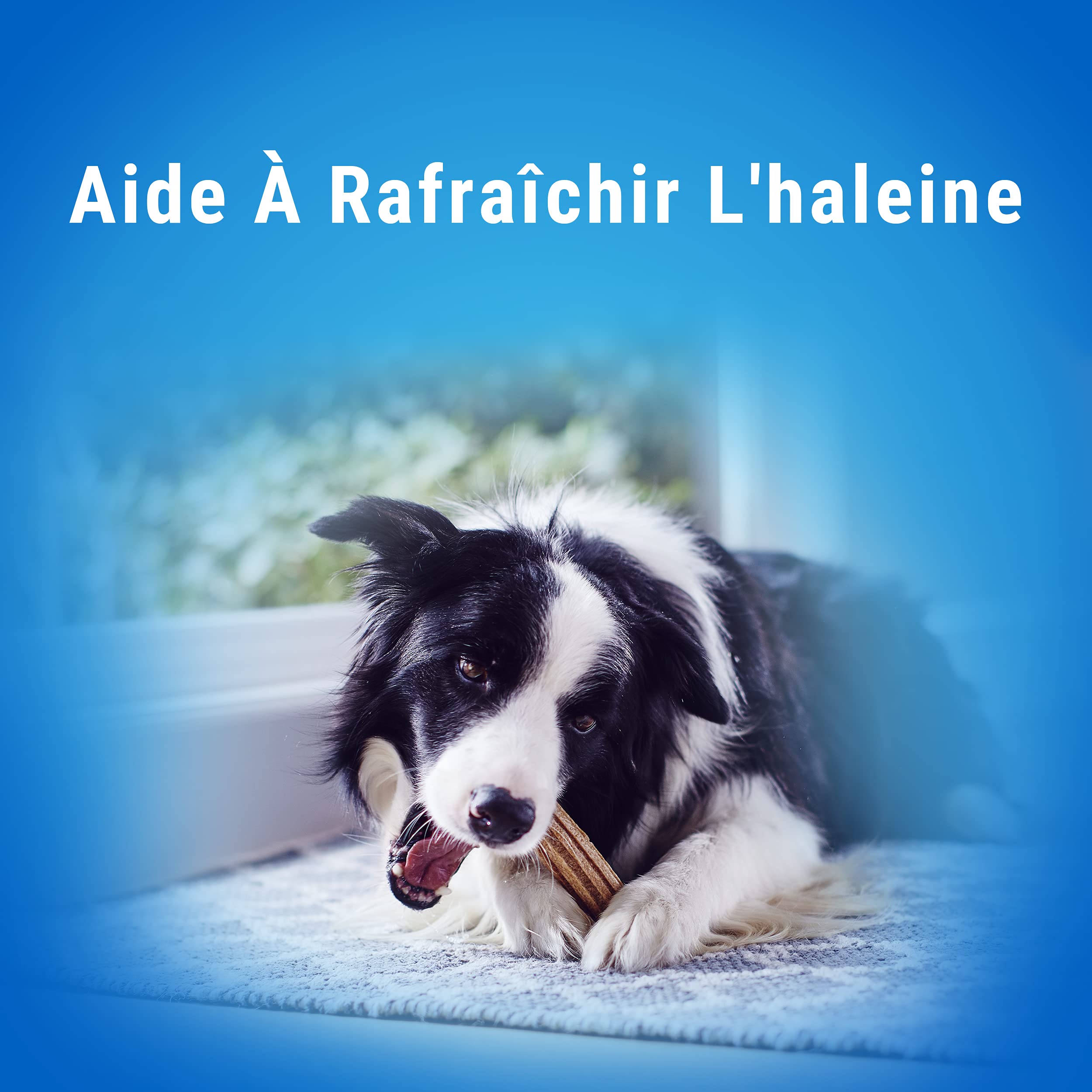 dentalife-daily-b-tonnet-chien-grande-taille-72-sticks-2x1272g image 7