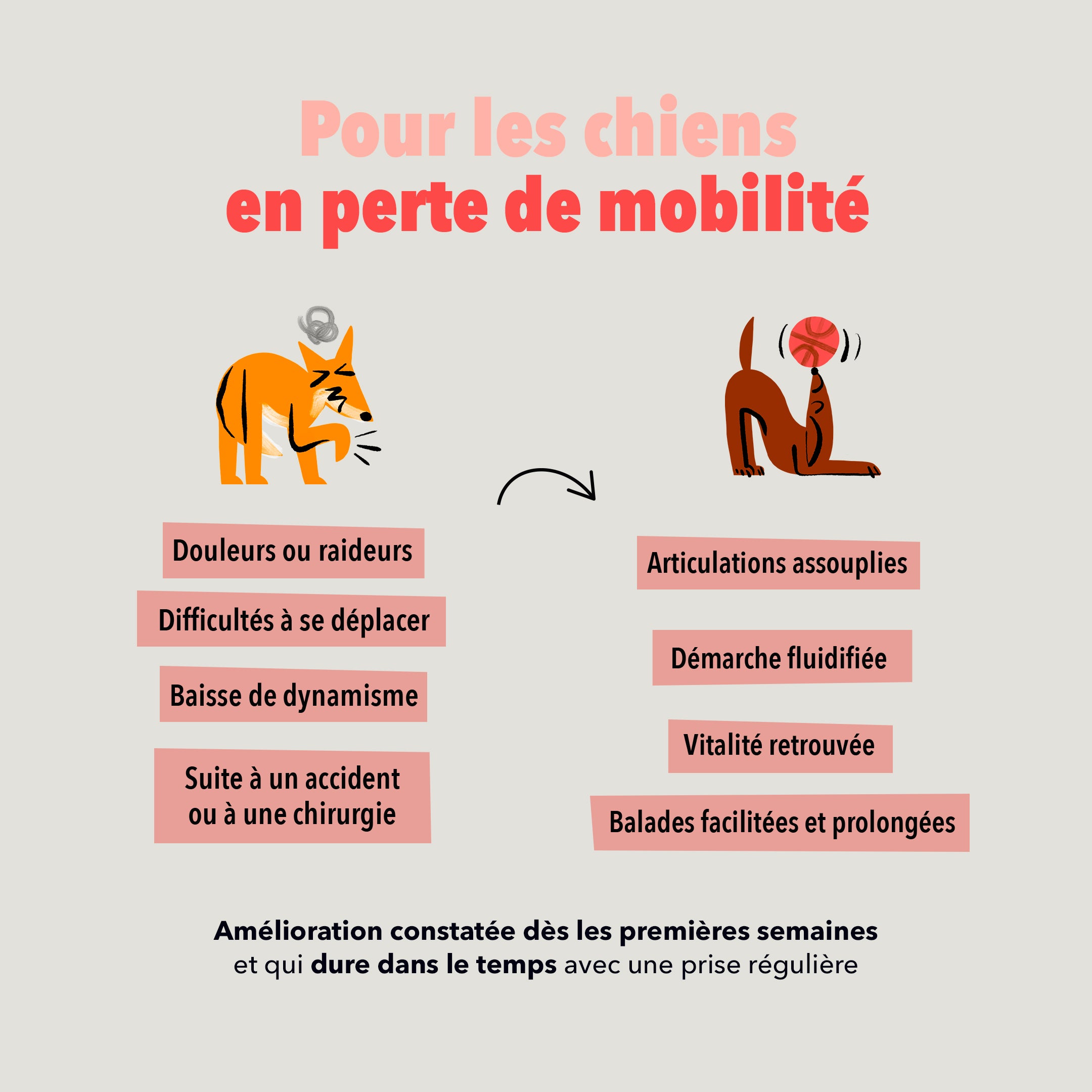 delamour-les-bouch-es-articulations-compl-ment-chien-4-bo-tes image 3