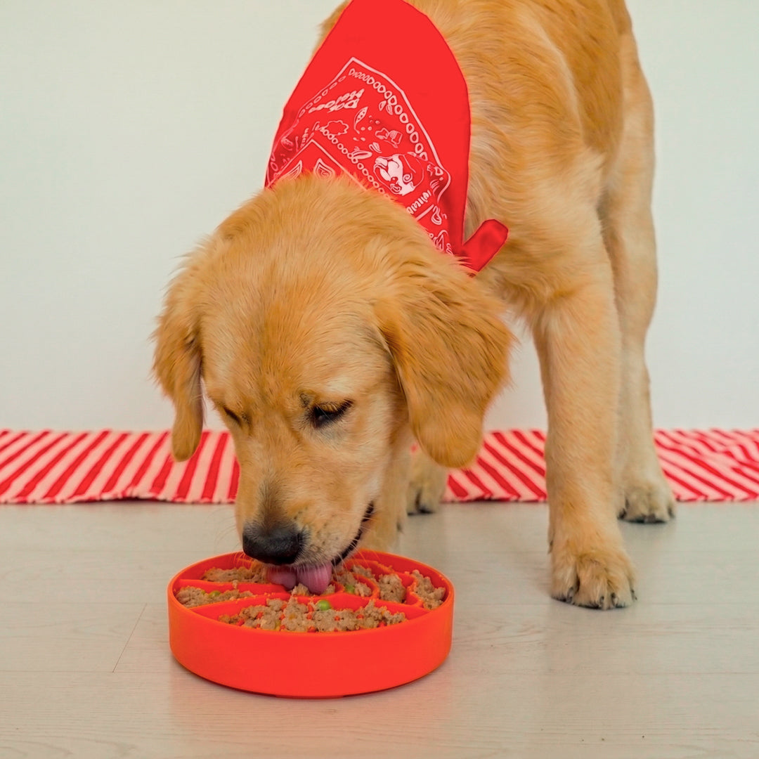 dog-heroes-slow-bowl-gamelle-anti-glouton-19cm-plastique-recycl image 3